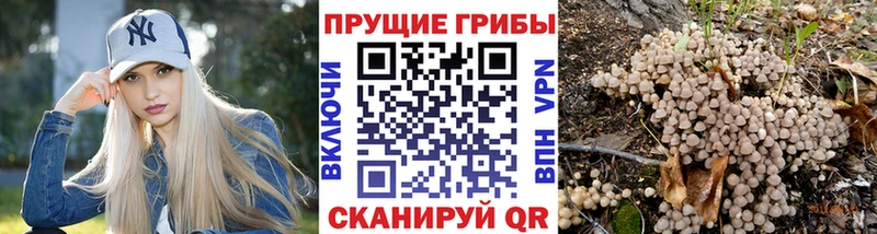 Купить Советская Гавань Псилоцибиновые грибы MAGIC MUSHROOMS